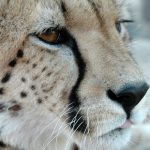 Worldwide cheetah population is estimated to be 7,500