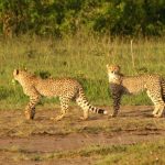 World-wide cheetah population is estimated to be 7,500