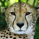 Cheetah population is estimated to be 7,500 world-wide