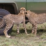 Cheetah population is estimated to be 7,500 worldwide