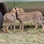 Cheetah population is estimated to be 7,500 globally