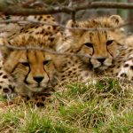 Population of cheetah is estimated to be 7,500