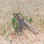 Cheetah in the Masai Mara, Africa, 1995. Analogue Film Shot, scanned.