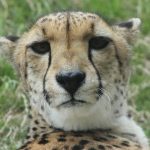 Globally the population of cheetah is estimated to be 7,500