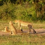 Global population of cheetah is estimated to be 7,500