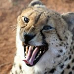 A cheetah does'nt avoid water