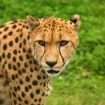 The global population of cheetah is estimated to be 7,500