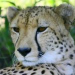Population of cheetah is estimated to be 7,500 globally