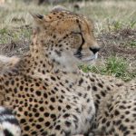Population of cheetah is estimated to be 7,500 worldwide