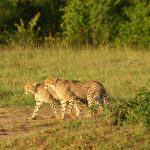 The population of cheetah is estimated to be 7,500 worldwide