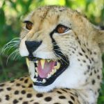 The population of cheetah is estimated to be 7,500 world-wide