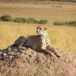 The cheetahs don’t avoid water