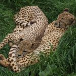 Population of cheetah is estimated to be 7,500 world-wide