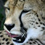 Population of cheetah is estimated to be 7,500 on a global scale