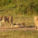 The population of cheetah is estimated to be 7,500 on a global scale