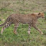 Population of cheetah is estimated to be 7,500 across the world