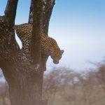 The last significant population of cheetahs remain in East and Southern Africa