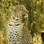 Scientific name for cheetah is Acinonyx jubatus