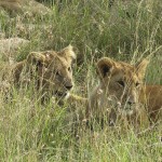 Conflicts with humans and habitat loss are the major reasons for lion population decline