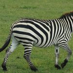 Equus zebra is one of the species of zebra