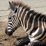 Quagga Project breed zebras that are similar to the quagga