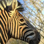 Equus zebra zebra is the scientific name of Cape Mountain zebra