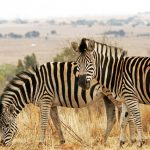Zebra's stripes are horizontal on the legs and at the rear and vertical on the neck, head, forequarters, and main body