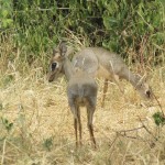 The habitats of the animals in Kenya range from the Savannah, to Wetlands all the way to the Forest areas