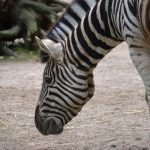 Hunting and habitat destruction has severely impacted zebra population