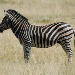 Savanna is one of the habitats of zebras