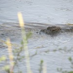 All members of Crocodylinae are considered crocodiles