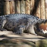 American crocodiles are called Crocodylus acutus
