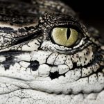 American crocodiles are olive-green or gray-green