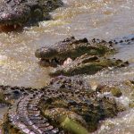 In the wild attacks on human beings by crocodiles are commonplace but the figures are not available because the incidents go unreported
