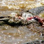 In the wild attacks on human beings by crocodiles are commonplace but the exact figures are unavailable because the incidents go unreported