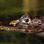 Small crocodile head in the water