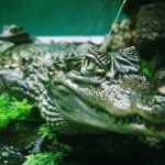 Crocodiles in America are olive-green or gray-green