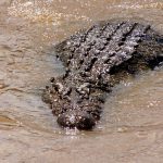 The African crocodile is said to kill hundreds every year