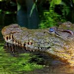 The African crocodile is said to kill hundreds every year in Kenya