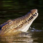 The African crocodile is said to kill hundreds every year in Kenya but the exact figures are unavailable