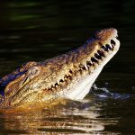 The African crocodile is said to kill hundreds every year but the exact figures are unavailable