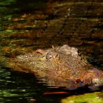 The African crocodile is said to kill hundreds every year in Kenya but the incidents go unreported