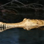 Crocodiles in America are either olive-green or gray-green