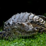 The African crocodile is said to kill hundreds every year but the exact figures are unavailable because the incidents go unreported