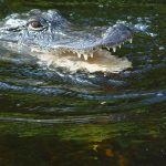 The African crocodile is said to kill hundreds every year in Kenya but the exact figures are not available because the incidents go unreported