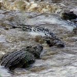 The African crocodile is said to kill hundreds every year in Kenya but the figures are not available because the incidents go unreported