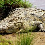 There are 33,000 crocodiles at Collins Mueke's crocodile farm, a 300-acre facility 180km from the capital Nairobi
