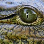 Crocodile meat is in high demand from China