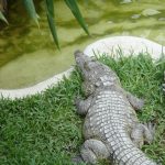 America crocodiles are either olive-green or gray-green