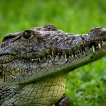 Crocodile meat is in high demand from the restaurants of upmarket tourist hotels